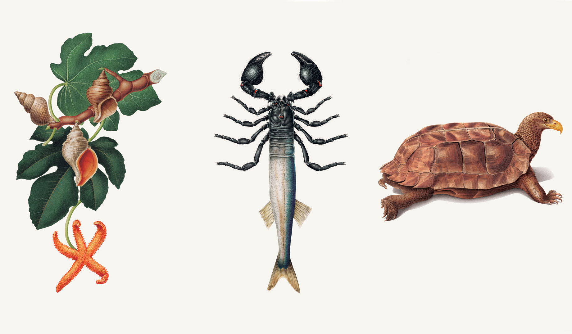 Communicatorum Claritus (starfish), Versatilum Adaptae (fish), and Purposo Careerus (turtle)